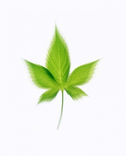 Green Leaf On Beige Background Poster Print by Panoramic Images (14 x 16) - Item # PPI126897