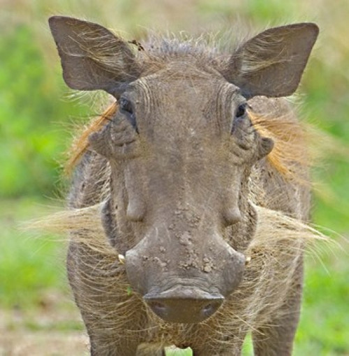 Close-up of a warthog  Lake Manyara  Arusha Region  Tanzania (Phacochoerus aethiopicus) Poster Print by Panoramic Images (24 x 24) - Item # PPI95967