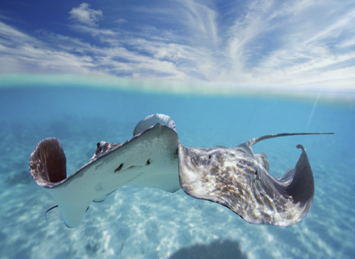 French Polynesia, Tahiti, Bora Bora, Stingray In Beautiful Turquoise Water. PosterPrint - Item # VARDPI1975921