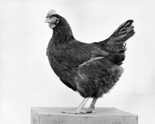Side profile of a Rhode Island Red Chicken Poster Print - Item # VARSAL25525969