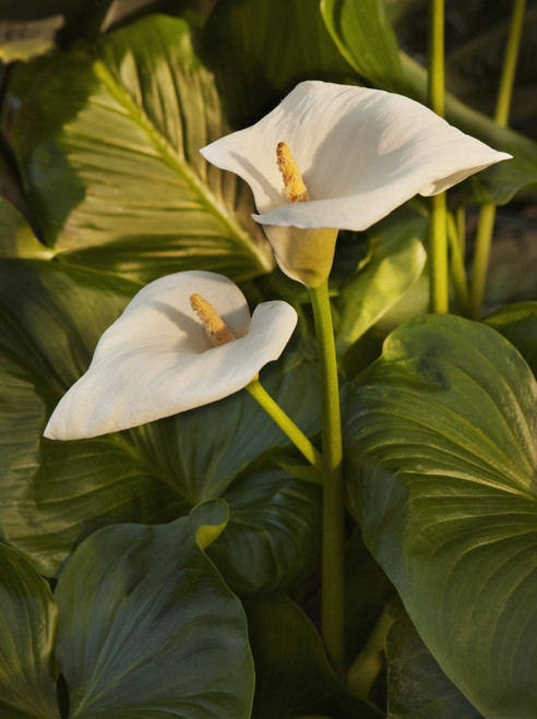 Lily at sunset; Thunder Bay, Ontario, Canada PosterPrint - Item # VARDPI12299933