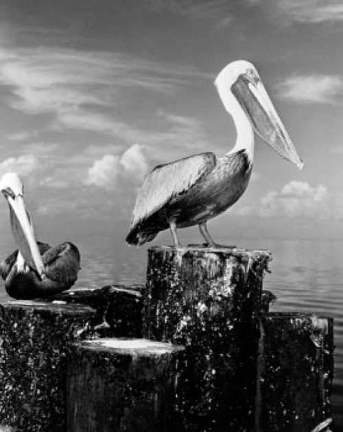 Pelicans perching on wooden breakwater Poster Print - Item # VARSAL255424287