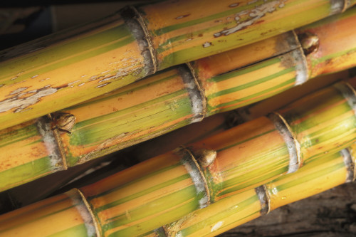 Close-Up Detail Of Mature Sugar Cane Stalks PosterPrint - Item # VARDPI1989796