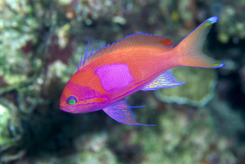 Papua New Guinea, Milne Bay, Square-Spot Anthias, B1905 (Pseudanthias Pleurotaenia) PosterPrint - Item # VARDPI1998425