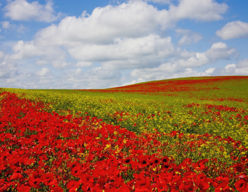 An Abundance Of Red Poppies In A Field; Corbridge, Northumberland, England PosterPrint - Item # VARDPI1953256