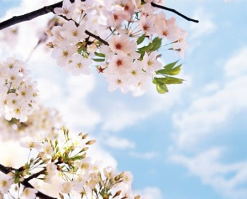 Blossoms against Sky  Selective Focus Poster Print by Panoramic Images (24 x 20) - Item # PPI126896