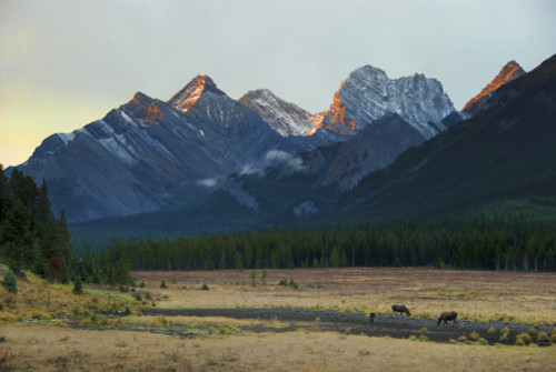 Moose Grazing At Sunset With Mountains In The Background; Alberta Canada PosterPrint - Item # VARDPI1977585