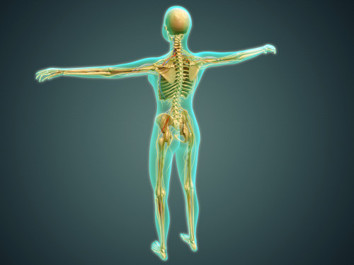 Medical illustration of human body showing skeletal system, arteries, veins, and nervous system Poster Print - Item # VARPSTSTK700603H