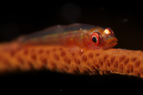 Red goby sitting motionless on whip coral, Fiji Poster Print - Item # VARPSTTMO400224U