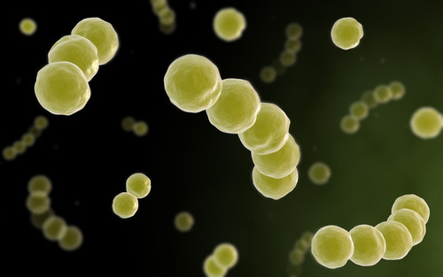 Microscopic view of streptococcus Poster Print - Item # VARPSTSTK700091H