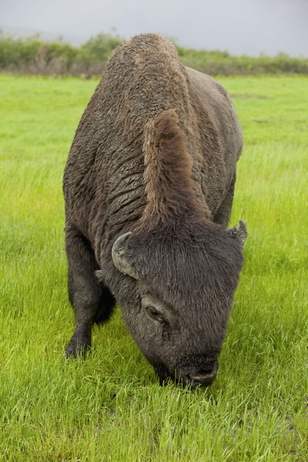 Captive Wood Bison Bull Grazing On Grasses At The Alaska Wildlife Conservation Center, Southcentral Alaska PosterPrint - Item # VARDPI2094054