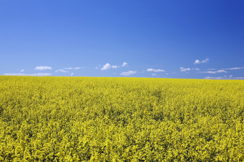 Flowering Canola, Central Alberta, Canada PosterPrint - Item # VARDPI1867195