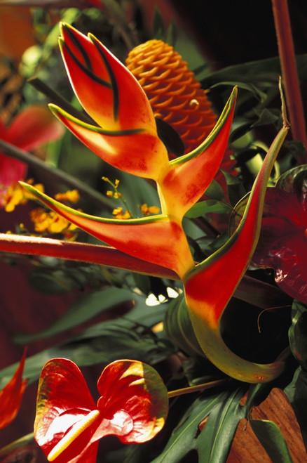 Beautiful Tropical Bouquet Flower Arrangement With Heliconia And Ginger PosterPrint