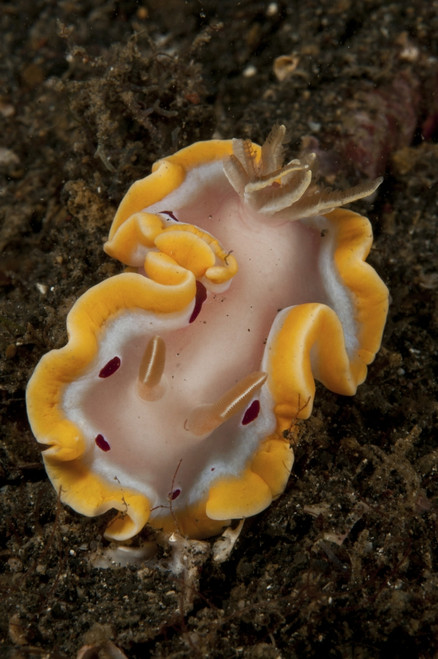 Glossodoris cruenta sea slug nudibranch, Lembeh Strait, Bitung, North Sulawesi, Indonesia Poster Print - Item # VARPSTMME400069U
