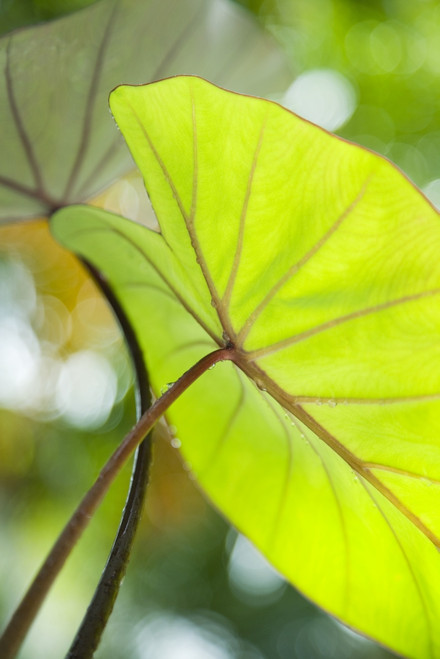 USA, Close-Up Of Taro Leaf; Hawaii PosterPrint - Item # VARDPI1975756