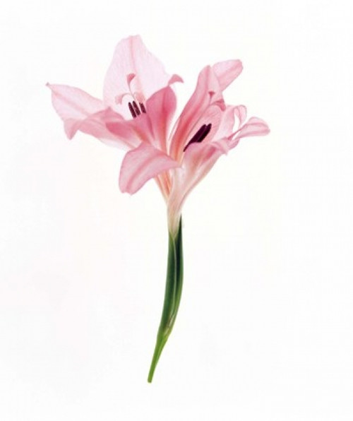 Cut out of flower Poster Print by Panoramic Images (14 x 16) - Item # PPI136218