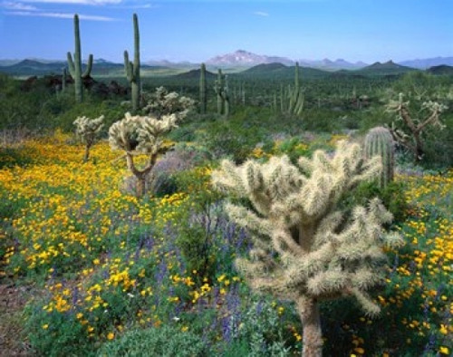 Arizona  Organ Pipe Cactus National Monument Poster Print by Panoramic Images (16 x 12) - Item # PPI89272