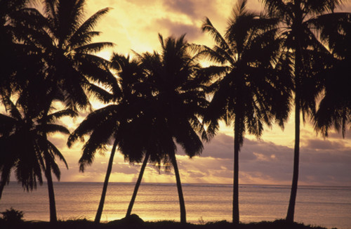 Sunset (Palm Trees In Silhouette),Aitutaki,Cook Islands. PosterPrint - Item # VARDPI1911632