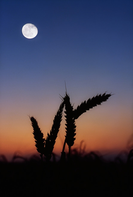 Wheat, Harvest Moon PosterPrint - Item # VARDPI1813951