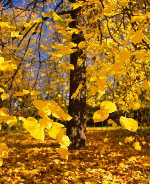 Yellow Tree Leaves  Stuttgart  Germany Poster Print by Panoramic Images (12 x 15) - Item # PPI93754