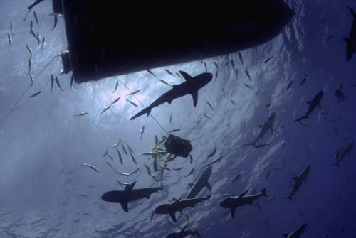 Caribbean reef sharks circling a dive boat, Nassau, The Bahamas Poster Print - Item # VARPSTAMN400025U