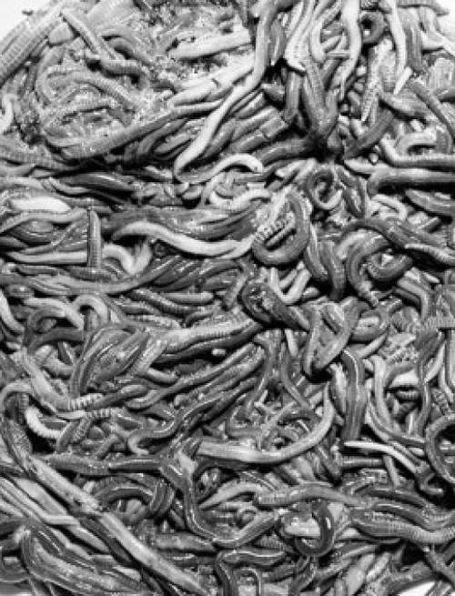 High angle view of worms Poster Print - Item # VARSAL9903233