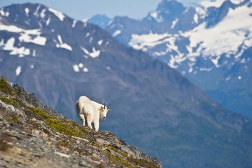 A Mountain Goat Near Exit Glacier's Harding Icefield Trail Is On A Steep Hillside, Kenai Fjords National Park, Kenai Peninsula, Southcentral Alaska, Summer PosterPrint - Item # VARDPI2094377