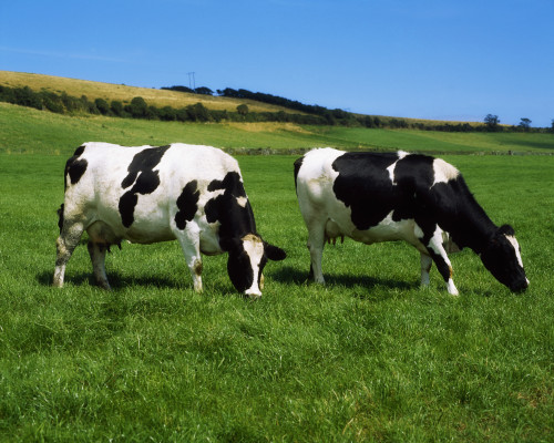 County Cork, Ireland, Dairy Cattle PosterPrint - Item # VARDPI1806310