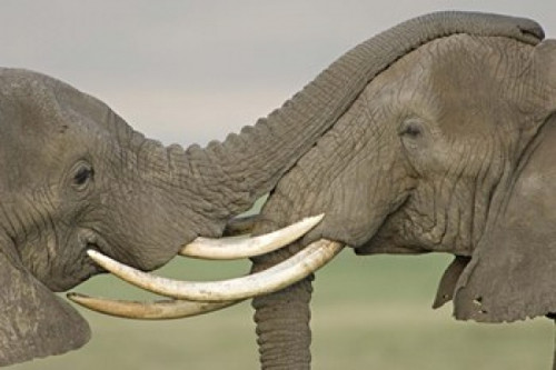 Two African elephants fighting in a field  Ngorongoro Crater  Arusha Region  Tanzania (Loxodonta africana) Poster Print by Panoramic Images (16 x 11) - Item # PPI95814