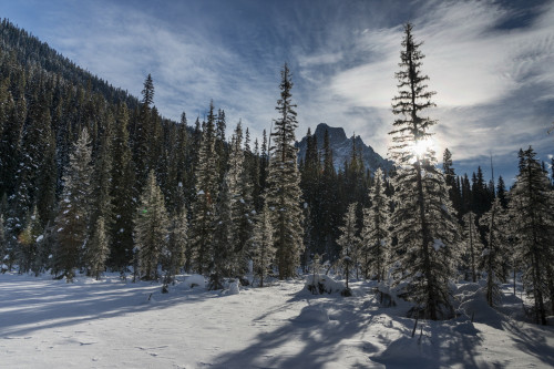 Snow on the rugged Canadian Rocky Mountains and trees, Yoho National Park; Field, British Columbia, Canada PosterPrint - Item # VARDPI12285061