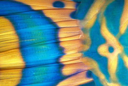 Micronesia, Extreme Close-Up Bicolor Parrotfish Tail Fin Scale Detail (Cetoscarus Bicolor) PosterPrint - Item # VARDPI2001616