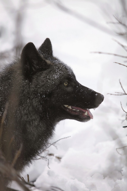 Portrait Of A Black Wolf, Eureka Pass, Southcentral Alaska, Winter PosterPrint - Item # VARDPI2093496