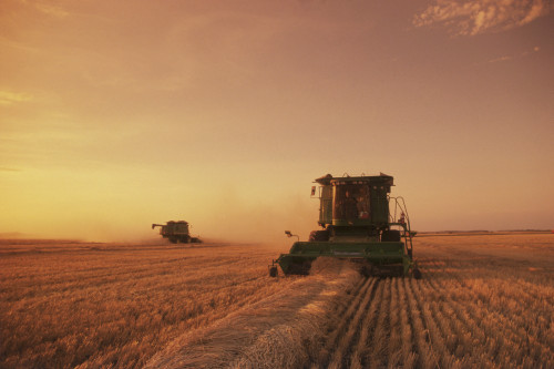 Spring Wheat Harvest, Tiger Hills, Manitoba PosterPrint - Item # VARDPI2019129