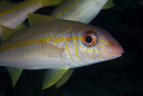 Yellow Goatfish, Bonaire, Caribbean Netherlands Poster Print - Item # VARPSTTMO400107U