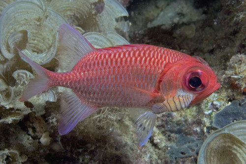 Indonesia, Close-Up Side View Of A Pale Soldierfish (Myripristis Hexagona) With A Large Parasitic Isopod. PosterPrint - Item # VARDPI1992492