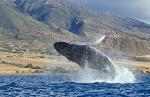 Hawaii, Maui, Humpback Whale Breaching With Island In The Background. PosterPrint - Item # VARDPI1976032