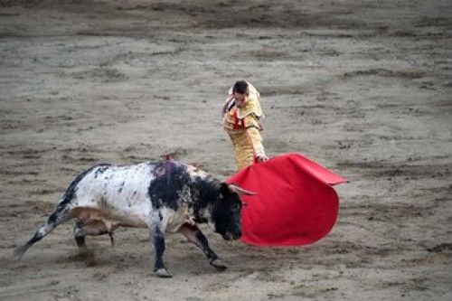 Matador and a bull in a bullring  Lima  Peru Poster Print by Panoramic Images (36 x 24) - Item # PPI119533