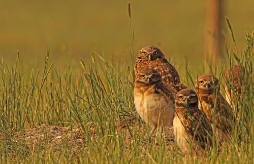 Digitally Enhanced Image With Painterly Effect Of Burrowing Owl Chicks And Adult, Grasslands National Park, Saskatchewan PosterPrint - Item # VARDPI2046226