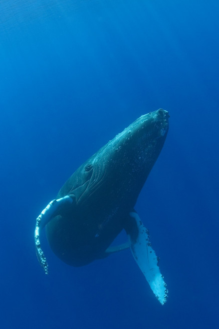 Hawaii, Humpback Whale (Megaptera Novaeangliae) Swimming In Deep Blue Ocean. PosterPrint - Item # VARDPI1989014