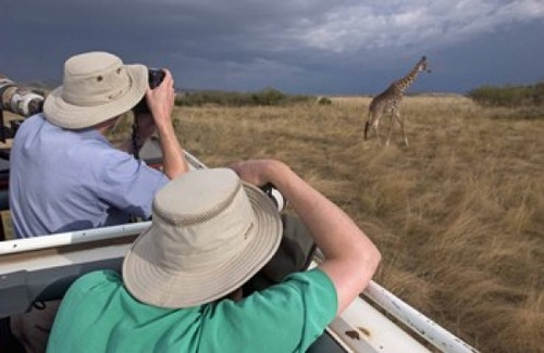 Rear view of two safari photographers filming a giraffe Poster Print by Panoramic Images (16 x 11) - Item # PPI89813