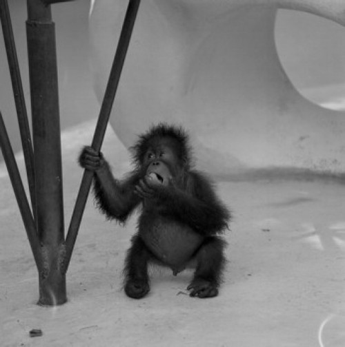 Baby Orangutan in zoo Poster Print - Item # VARSAL255424238