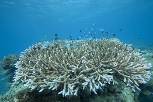 Stony corals, Beqa Lagoon, Fiji Poster Print - Item # VARPSTTMO400559U