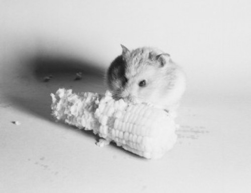Syrian hamster eating corn on the cob Poster Print - Item # VARSAL255423397