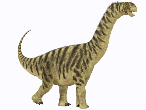 A juvenile Camarasaurus sauropod dinosaur that lived in North America during the Jurassic Age Poster Print - Item # VARPSTCFR200254P