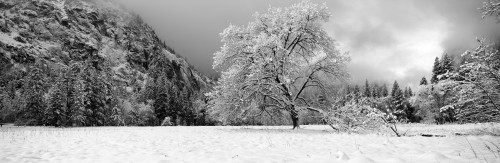 Snow covered oak tree in a valley, Yosemite National Park, California, USA Poster Print - Item # VARPPI172517