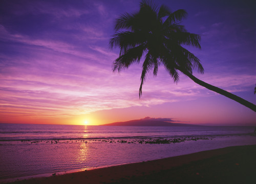 Hawaii, Maui, Olowalu, Palm Tree Silhouette At Sunset, Lanai In The Distance. PosterPrint - Item # VARDPI1994206