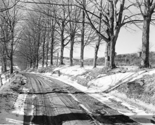 treelined road in winter Poster Print - Item # VARSAL255418201