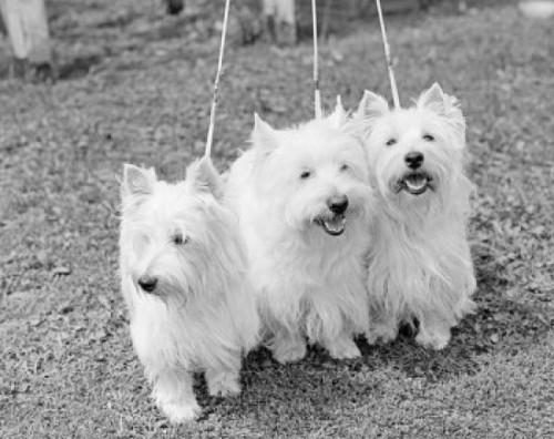 Three West Highland White Terriers side by side Poster Print - Item # VARSAL255423434
