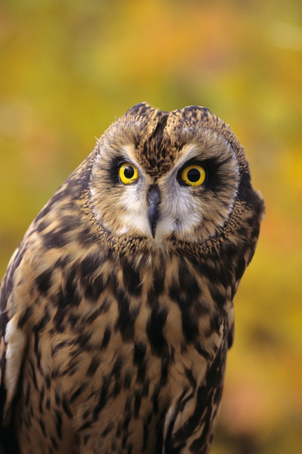 Colorado, View Of A Short Eared Owl. PosterPrint - Item # VARDPI1978500