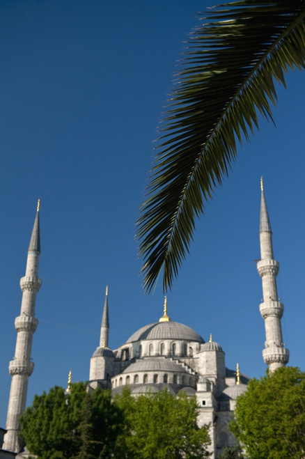 Turkey, Date palm frond in front of Sultanahmet or Blue Mosque; Istanbul PosterPrint - Item # VARDPI1892963